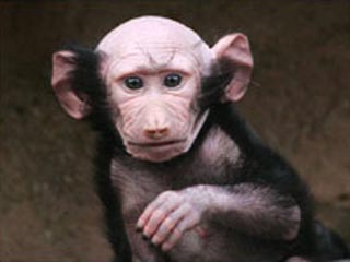 В британском зоопарке в Девоне ревнивая самка бабуина по имени Джилл зализала своего младенца до лысины
