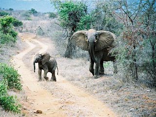 В Кении идет массовое переселение слонов подальше от людей