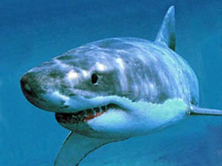 Акулы, обитающие в Средиземном море, считают человека "невкусным", сообщил журналистам в среду видный итальянский естествоиспытатель Альберто Рекки