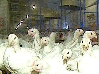 Ажиотаж вокруг птичьего гриппа - следствие усиления конкуренции на рынке мяса птицы, утверждает эксперт