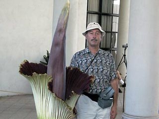 Самый большой в мире цветок - Amorphophallus titanium - расцвел в ботаническом саду "Вильгельма" в немецком городе Штутгарт (земля Баден-Вюртемберг)