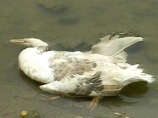В деревне в Тульской области погибло и забито более 2 тысяч птиц