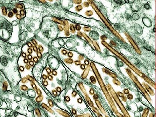 Вирусы птичьего гриппа, как правило, не инфицируют людей, однако известны случаи заболевания и даже гибели среди людей во время вспышек 1997-1999 и 2003-2004 годов