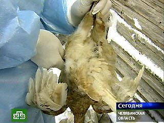 Главсанврач РФ Онищенко не исключает, что ближайшей весной в России будет занесен опасный для человек вариант "птичьего гриппа"