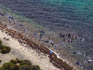 Использование сонаров австралийскими военными кораблями могло вызвать гибель 130 китов на юге Австралии, сообщает газета Sydney Morning Gerald