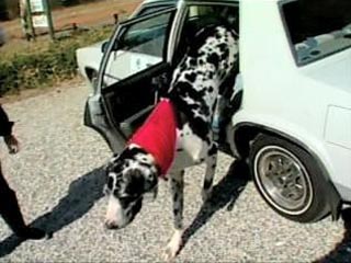 Трехлетний датский дог из Сакраменто (Калифорния, США) назван самой высокой в мире собакой и занесен в книгу рекордов Гиннесса