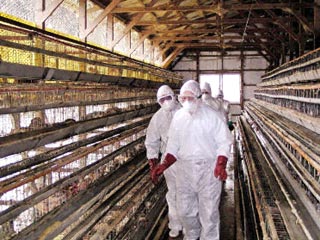 В Японии зафиксированы признаки заболевания "птичьим гриппом"