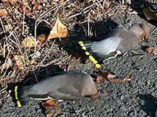 Как сообщили в понедельник в территориальном управлении Роспотребнадзора, падеж перелетных птиц зафиксирован уже в Свердловской области. Стая мертвых птиц была найдена на окраине Асбеста