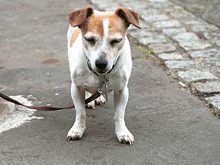 В Курске запретили выгуливать собак нетрезвым гражданам и детям