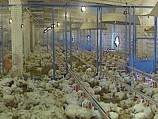 Птичий грипп грозит остановить украинские птицефабрики
