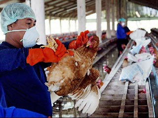 Цыплята, которых мы в шутку называем "пернатыми стражниками", выращены в особых условиях - ни им, ни их родителям не были введены вакцины против "птичьего гриппа