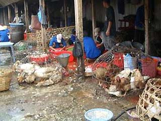 Как сообщил на прошедшем в понедельник заседании правительства министр сельского хозяйства Као Дык Фат, за последние две недели вспышки "птичьего гриппа" зафиксированы в четырех провинциях страны - Бакзьанг, Ханой, Тханьхоа и Куангнам