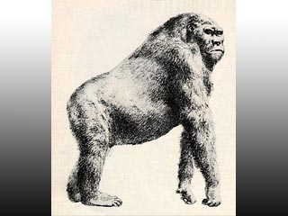 Гигантская обезьяна ростом 3 метра и весом около 550 кг на протяжении миллиона лет сосуществовала рядом с первобытными людьми