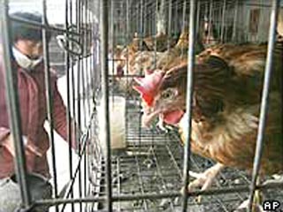 Вспышка "птичьего гриппа" зарегистрирована в Китае