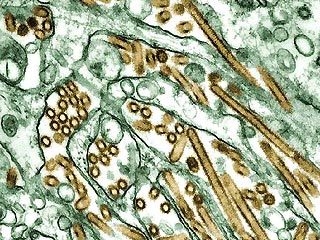 В Великобритании от смертельно опасной разновидности "птичьего гриппа" (вирус H5N1) скончались 53 канарейки. Об этом сообщило во вторник министерство охраны окружающей среды Соединенного Королевства