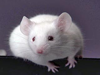 Ученые выяснили, что если у смирной мышки отключить определенный ген, то она превращается в "сорвиголову". Они полагают, что их исследование в один прекрасный день поможет людям, испытывающим различные страхи: фобии или тревожность