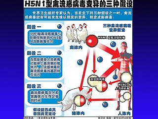 "Птичий грипп" в случае начала пандемии сможет распространяться среди людей в 38 раз быстрее атипичной пневмонии, говорится в отчете гонконгского Центра по защите здоровья