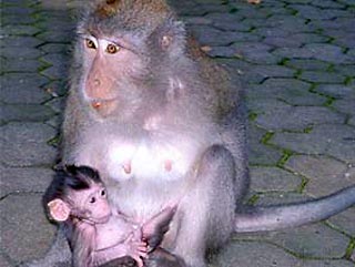 Японские ученые выяснили, что у обезьян, как и у людей, есть свой акцент, который зависит от того, где обезьяна родилась