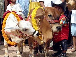 В Индии вывели породу карликовых коров ростом 90 см