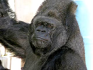 Знаменитая "говорящая" горилла по кличке Коко владеет языком жестов, и именно жестами горилла якобы просила, чтобы девушки разделись