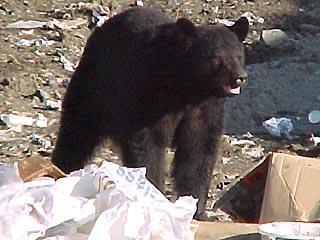 В Пенсильвании семья обнаружила под своим домом берлогу с медведем