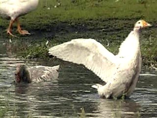 Лебеди в Калмыкии погибли от "птичьего гриппа", установила экспертиза