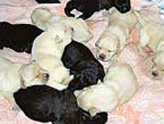 На днях самая знаменитая собака страны, любимица президента лабрадор Кони стала бабушкой. Ее дочь Дарина родила сразу 11 щенков