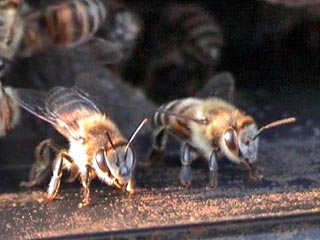Новое исследование показало, что мозг пчел, несмотря на скромный размер, позволяет этим насекомым различать человеческие лица