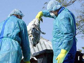 "Птичий грипп" официально подтвержден в 19 населенных пунктах Румынии