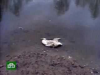 За полтора месяца от птичьего гриппа на юге России погибли более 700 диких птиц