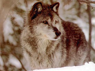 Власти Финляндии расселят волков по всей стране