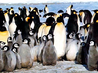 Императорский пингвин является, пожалуй, самым характерным примером того, как стая обеспечивает тепло