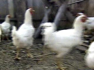 Весной 2006 года в России начнется вакцинация домашних птиц в целях недопущения распространения "птичьего гриппа"
