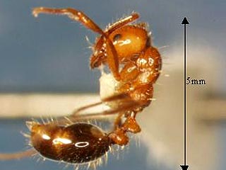Израиль атаковал новый для этой страны вид насекомых - огненные муравьи