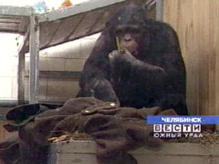 Совсем необычно выглядит сегодня в Челябинском зоопарке шимпанзе Боня. Нагрянувшие на Южный Урал 30-градусные морозы заставили его облачиться в солдатскую шинель. Говорят, он при этом даже честь научился отдавать