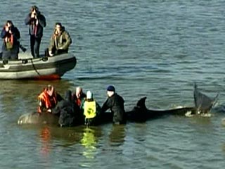 Ситуация наконец позволила реально предпринять попытку спасти кита-бутылконоса, который вторые сутки плавает в Темзе в городской черте Лондона