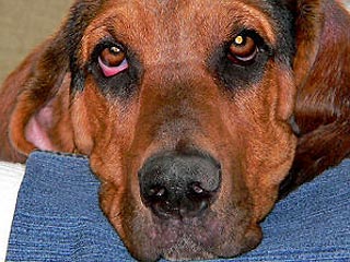 Ученые научили собак выявлять рак по запаху