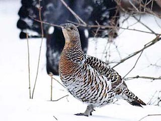 В Архангельской области 40-градусные морозы привели к массовой гибели боровой дичи и лесных птиц