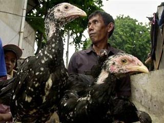 В Индонезии от "птичьего гриппа" скончался 15-летния подросток