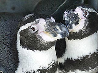Несмотря на все старания, зоотехникам немецкого зоопарка в городе Бремерхафен не удалось разбить группу гомосексуальных пингвинов на гетеросексуальные пары. В 2005 году с этой целью даже были выписаны из Швеции самки, но безрезультатно