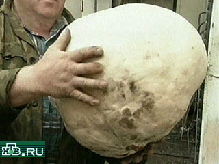 В Кемеровской области обнаружили гигантский гриб-дождевик весом более 5 кг