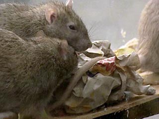 Главный санитарный врач России объявил войну крысам. Их больше, чем нас