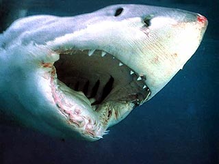 В новом тысячелетии акулы все реже нападают на людей
