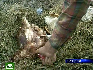 В текущем году возникновения эпизоотии (широкого распространения заболевания животных &#8211; прим.) "птичьего гриппа" на территории России, скорее всего, избежать не удастся