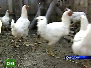 В Грузии из-за "птичьего гриппа" запрещена торговля живой птицей