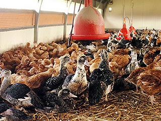 В Евросоюзе обнаружен первый случай заражения "птичьим гриппом" домашней птицы. В первую очередь это угрожает французской птицеводческой промышленности, которая является самой крупной в ЕС
