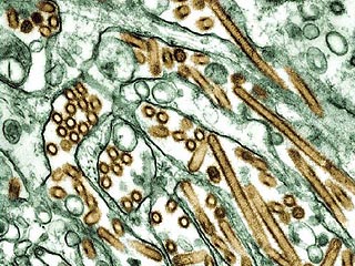 В Швейцарии подтвержден первый случай "птичьего гриппа". Как сообщил в воскресенье директор Федерального ветеринарного управления Ханс Висс, вирус штамма H5N1 выявлен у крохаля - дикой утки, обнаруженной на набережной Женевского озера в Женеве