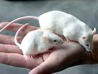 У мышей обнаружен новый орган. Опыты на них придется проводить заново