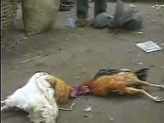 В Йемене зафиксированы случаи массовой гибели домашней птицы