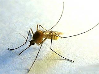 Американские ученые создали новый вид комара. Это генетически модифицированное насекомое отличается от своих собратьев одним крайне полезным качеством - оно не способно переносить вирус лихорадки денге